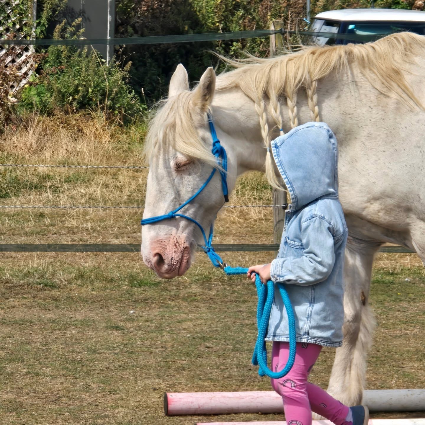 455990729_968123695326993_2146525321989421581_n Hero walking calmly with a younger client