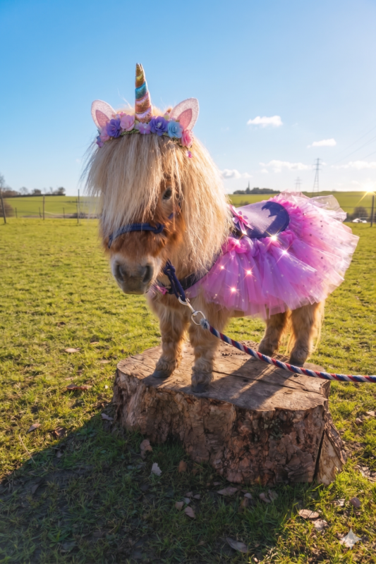 NoReinsPonyPartiesLincoln No Reins Pony Party image of one of the miniture ponies dressed as a princess.