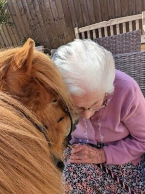 Stetson the miniture Shetland, visits a resident at a Lincoln area care home.